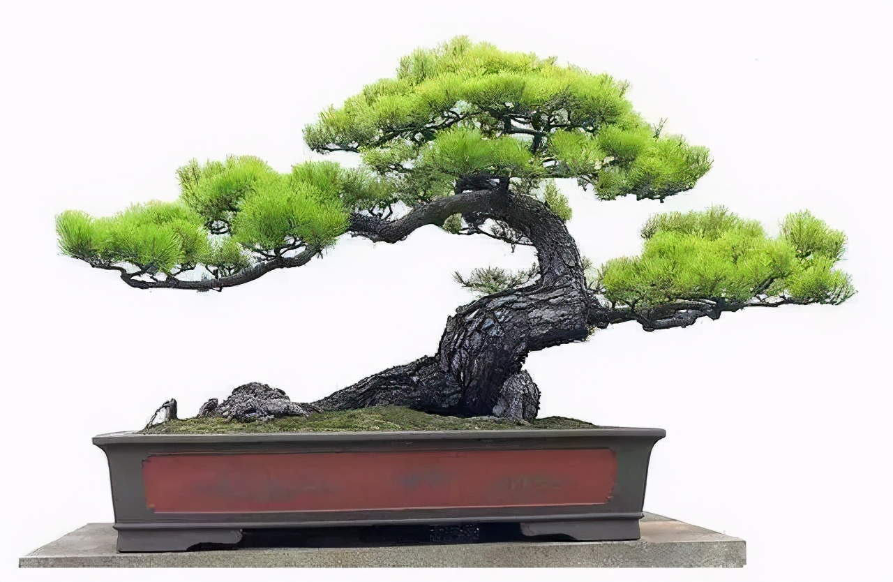树木盆景6个呵护措施，既保证生长发育，亦维持观赏价值