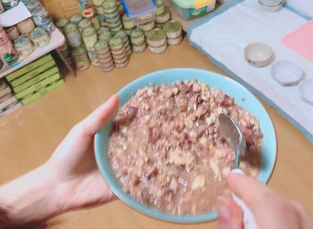 猫咪得了猫癣到底该怎么治？认清猫癣才能更好地治疗！