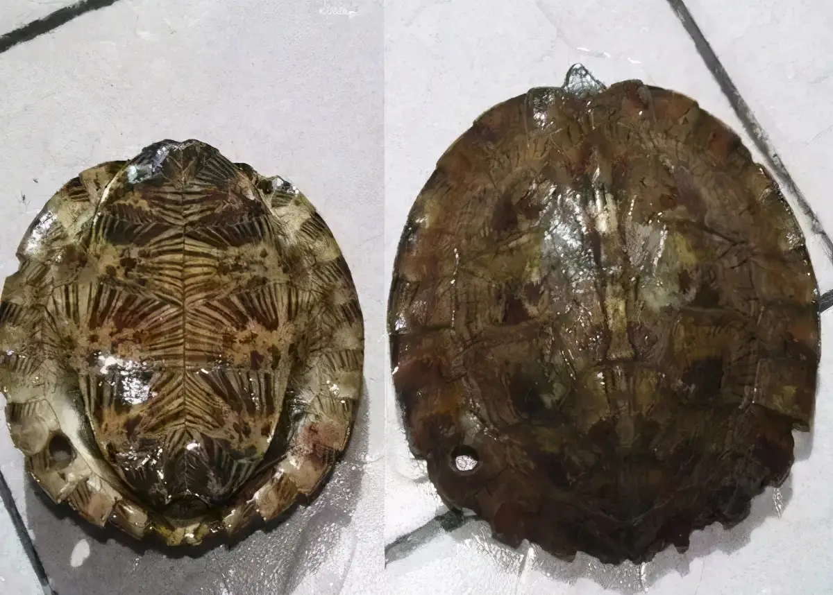 乌龟的种类图片及名称（乌龟的品种图片）