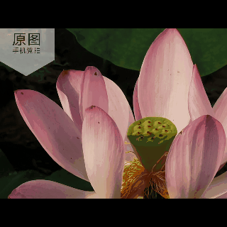 拍的荷花太普通？教你手机后期调出“高级橙”｜秒变美