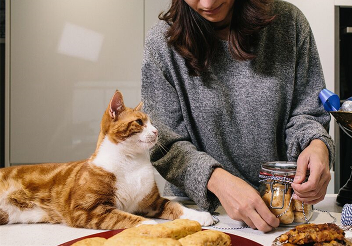 养猫又出幺蛾子，猫咪补锰可别喂动物毛发，注意爱猫肠梗阻