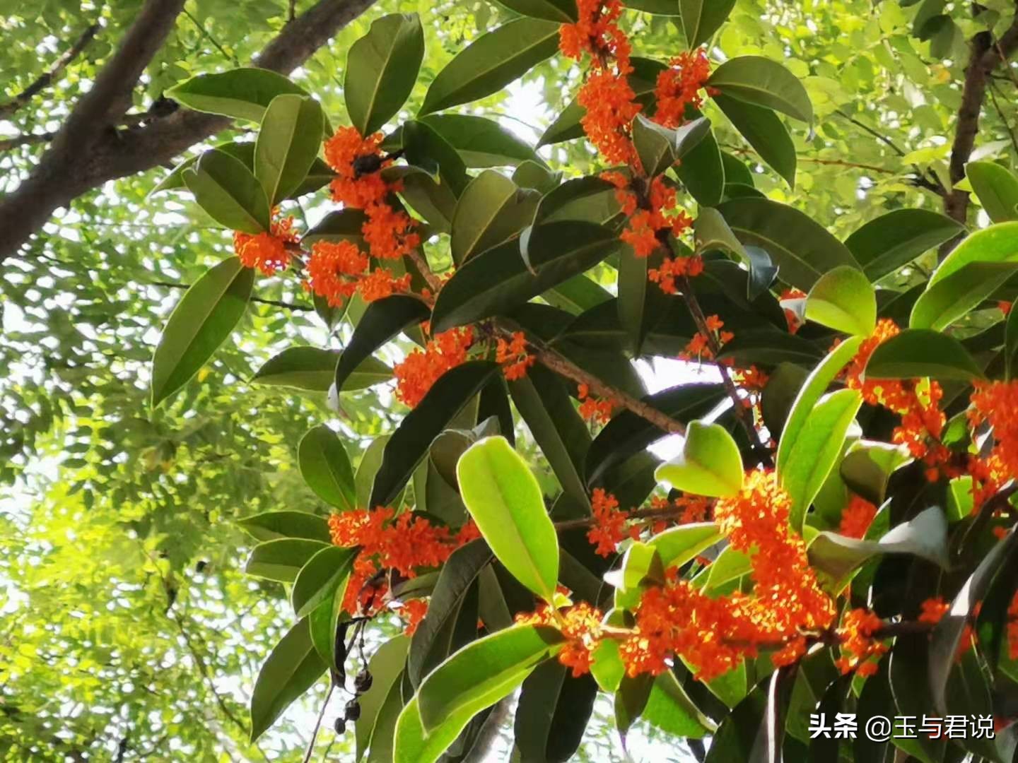 借一枝桂花抒怀，眷写流年：花开广寒今又是，一枝独秀香如旧