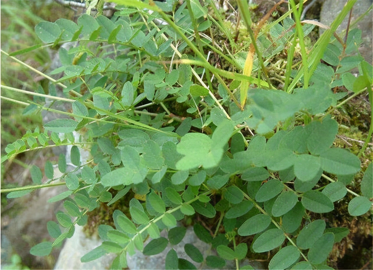 野生黃芪長什麼樣子的圖片(珍貴的野生黃芪圖片)