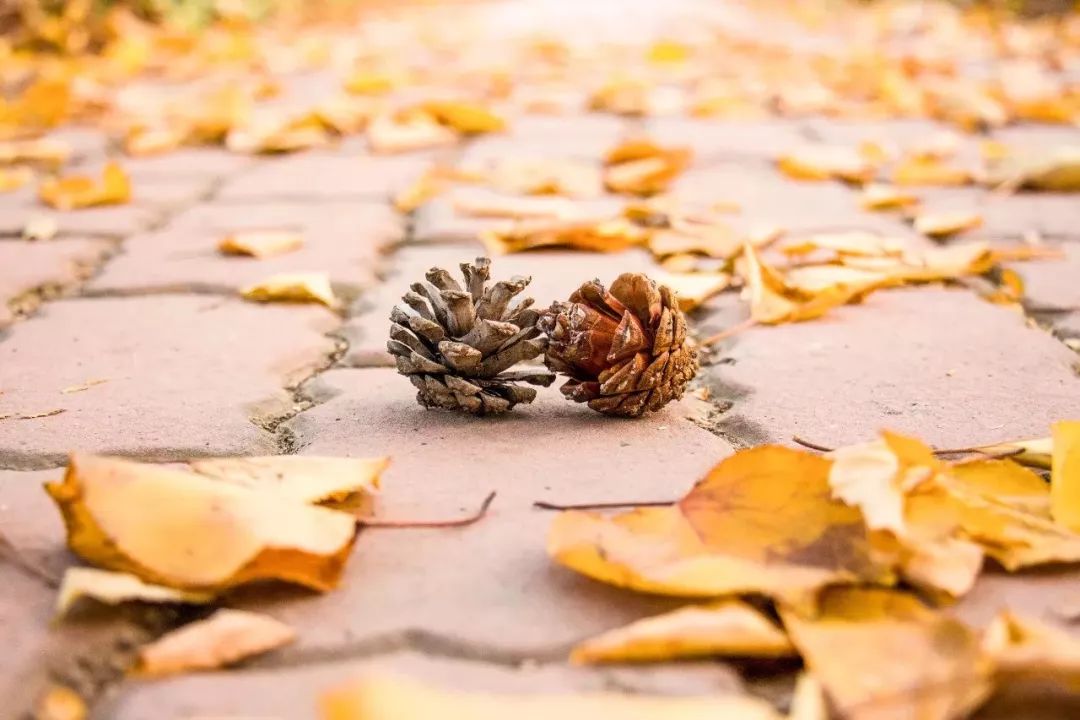 神奇动物在哪里？这些大工校园里的神奇动物你们见过哪些呢？