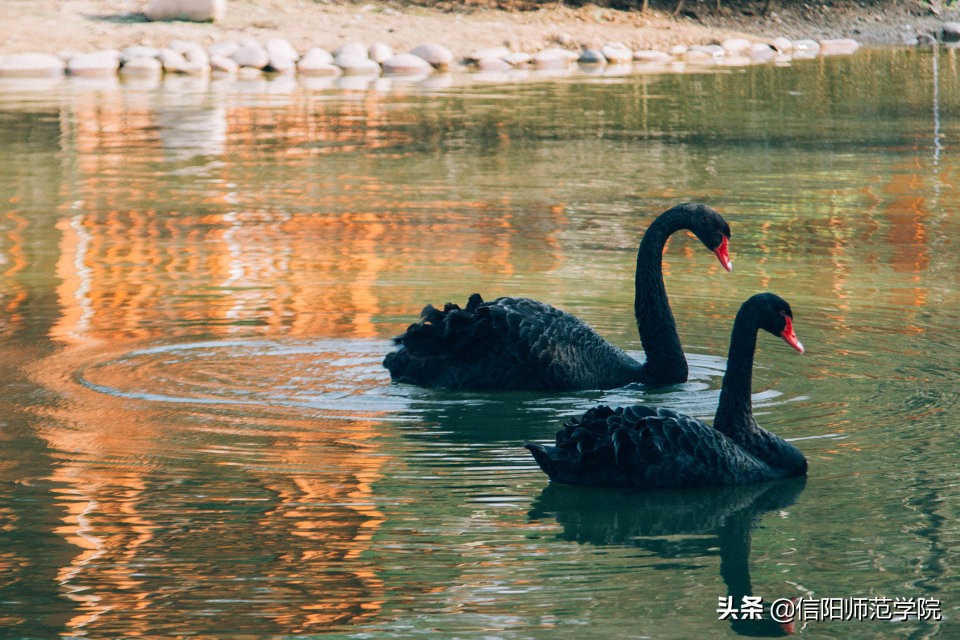 报考信阳师范，官方给你往年分数线及2020年招生计划