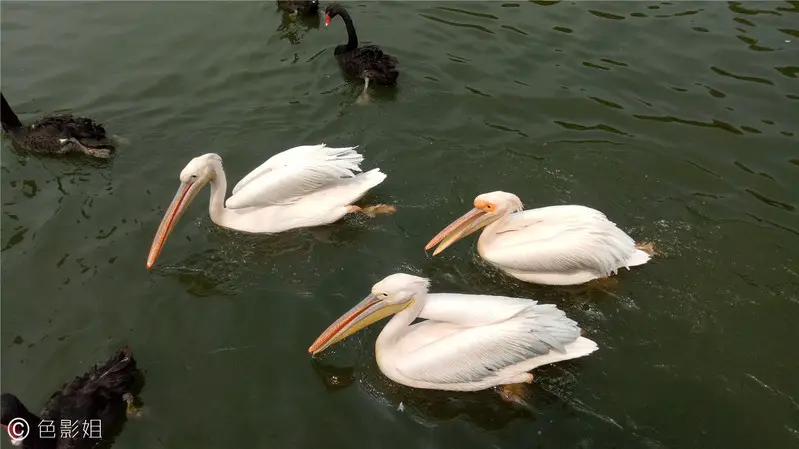 长隆欢乐世界旅游攻略景点必去（三天三夜欢乐长隆之旅）
