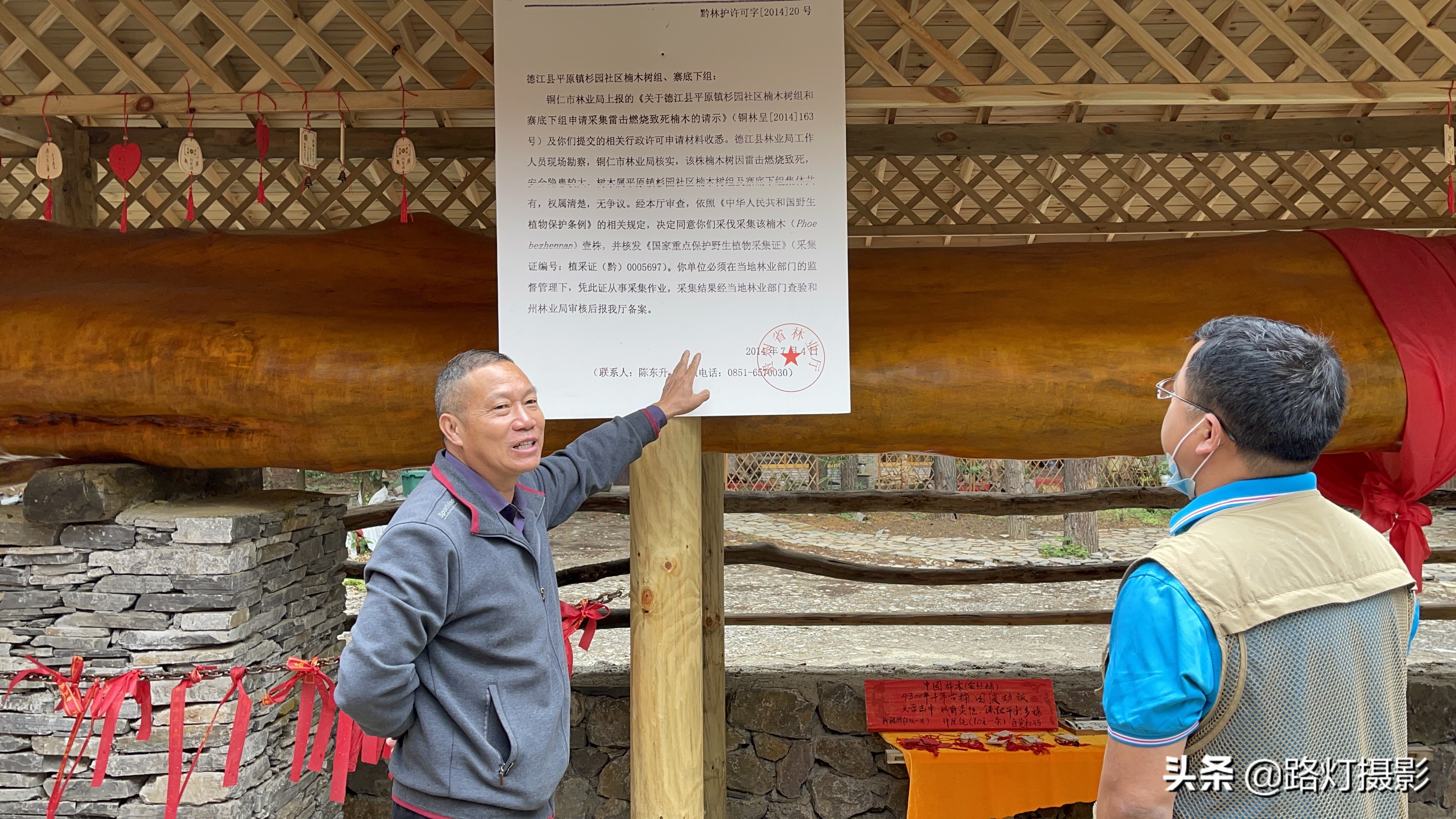 渡劫失败(贵阳发现4300年金丝楠木，因渡劫失败被火焚烧，如今价值上亿元)