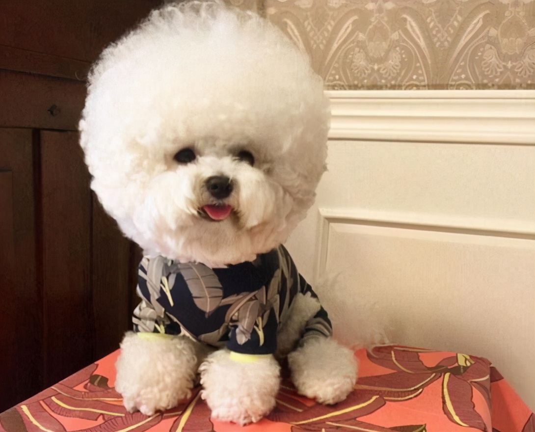 十大最小型犬品种排行榜揭晓，这些迷你狗狗你认识几种？