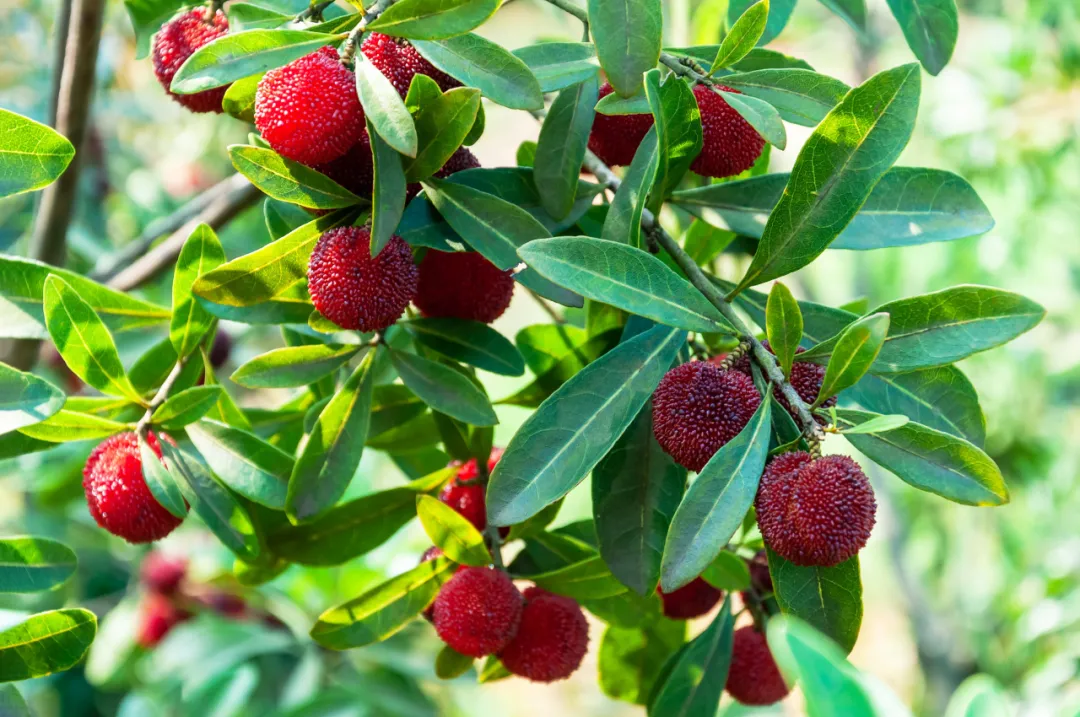 夏日炎炎，唯诗词与水果不可辜负