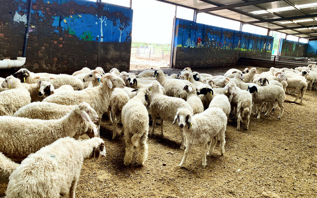 深山放养200只宁夏滩羊，1年的真实收入有多少？知道的人不多