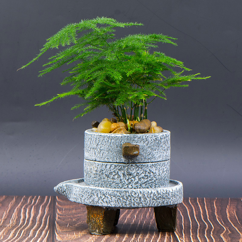 紫罗兰有毒吗（100种室内盆栽花草图鉴）