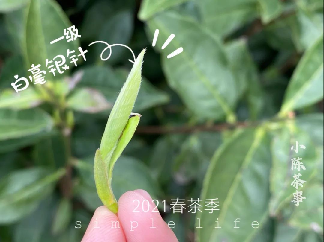 茶农、茶厂、茶商、茶客，春茶季，那些不应该属于白茶的利益之争