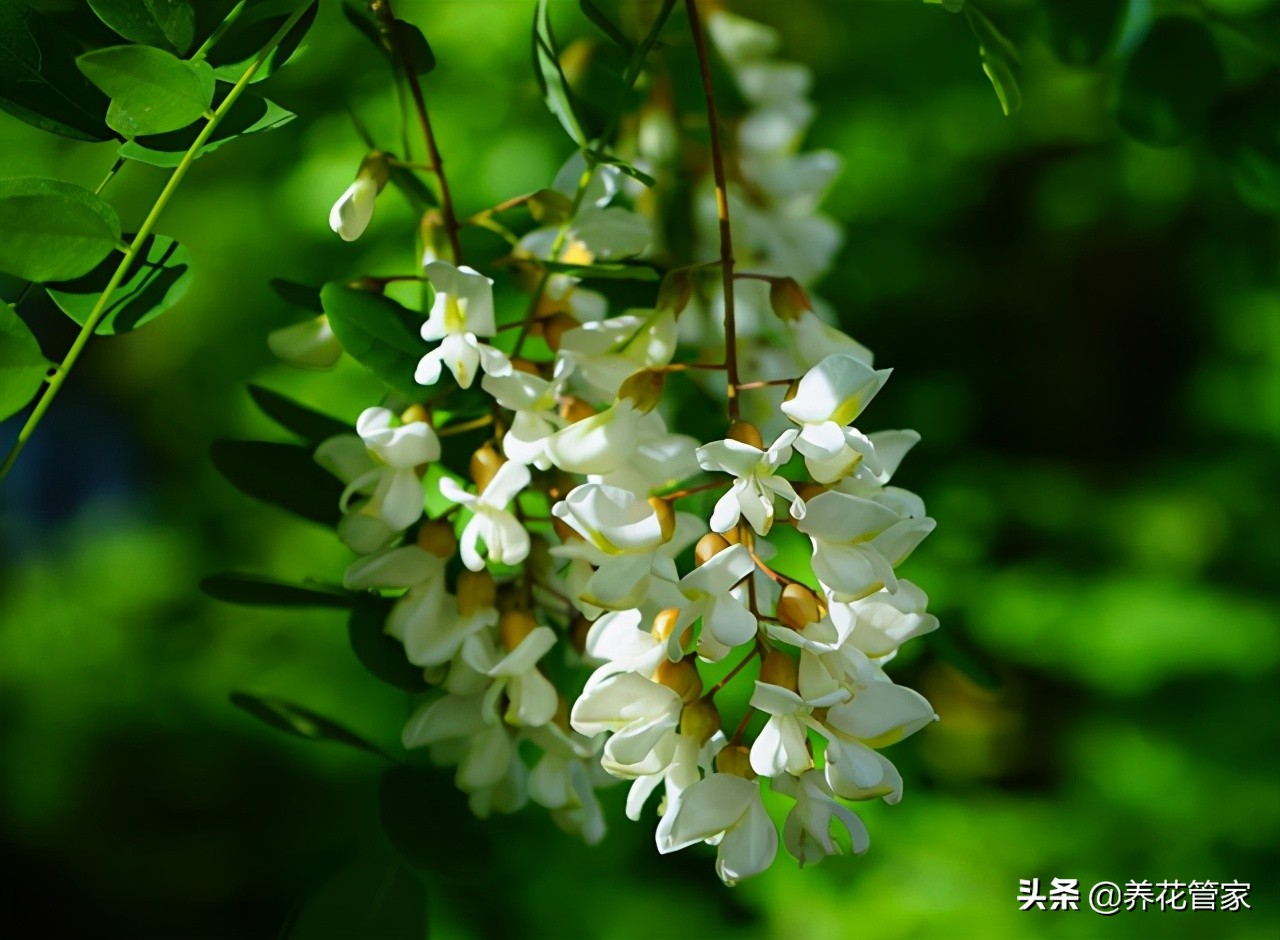 洋槐花几月份开花（一文了解洋槐花的开花时间）