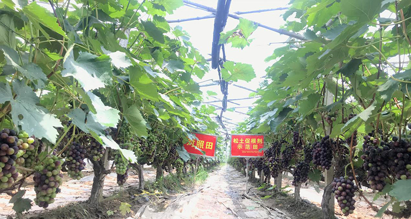 農(nóng)業(yè)品牌如何打造，看完或有新干法