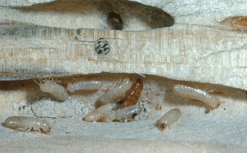 专业灭白蚁公司为何能有效灭白蚁？全靠这点