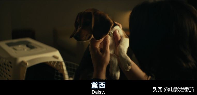 为了狗，他一个人杀死了500个人！这部清爽的R级电影全过程都是流汗倒地的。