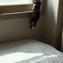 奶牛猫的性格特点（牛奶猫的六个性格特点）