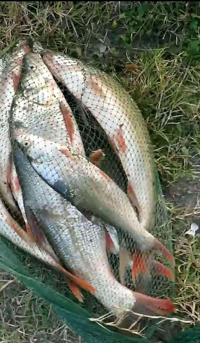 贵州清水江红尾鱼泛滥，有人半天钓了几十斤，红尾多了危害很大？