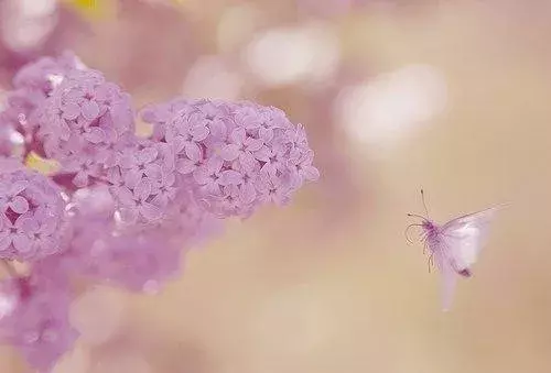 面对生活乐观的句子，句句阳光正能量