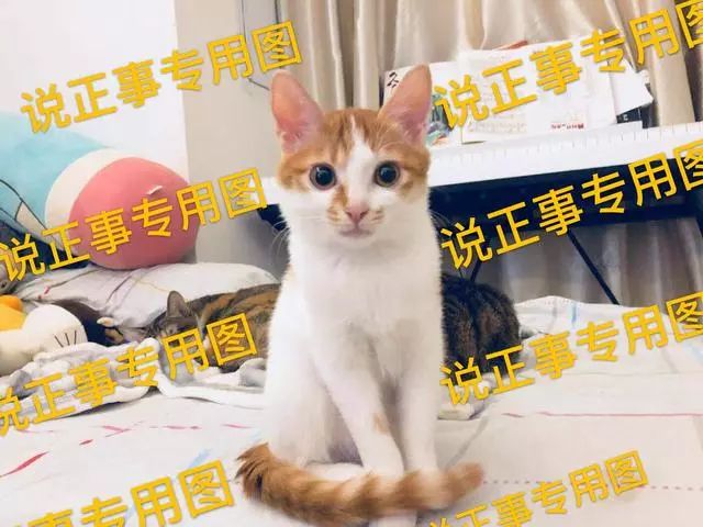 如何为猫咪做驱虫？| 一份全面的猫咪驱虫攻略～