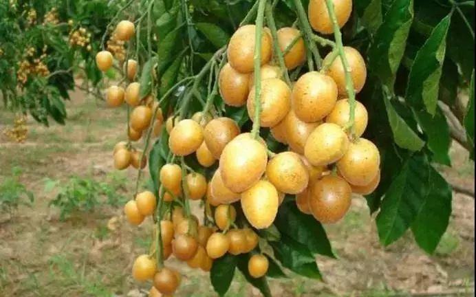 15种原产于中国的水果，你知道吗？