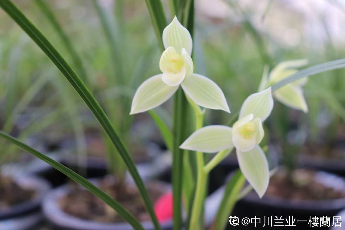 花卉植物有哪些（盘点100种常见花图鉴）