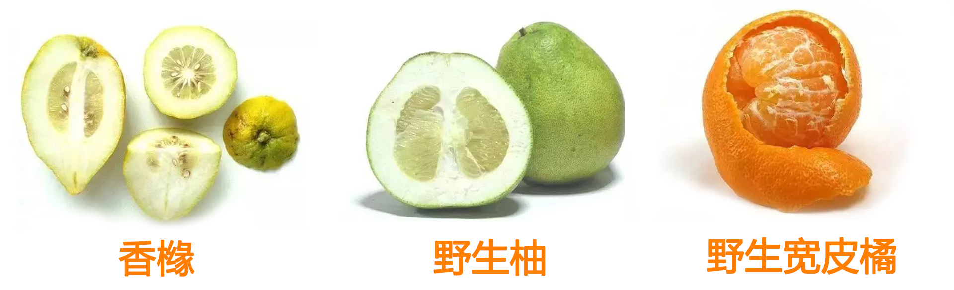 吃了这么多年依然蒙圈！桔子、橘子、橙子、柑、柚子到底啥关系？