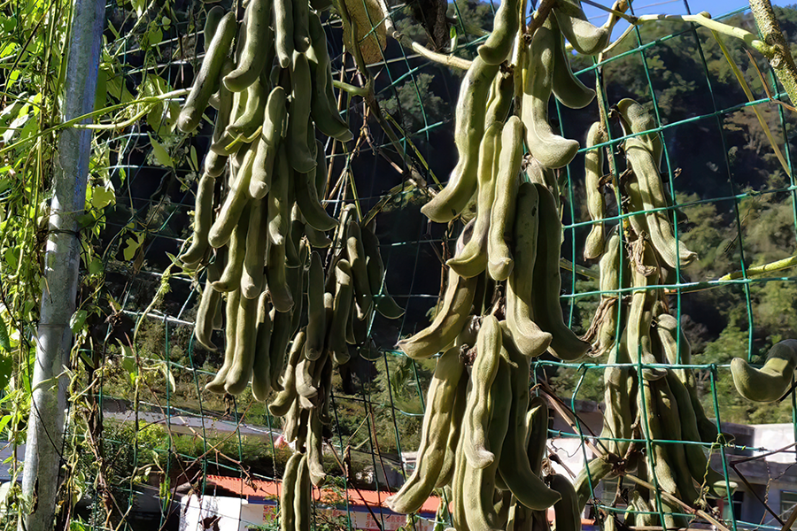 虎爪豆的功效与作用-我的快乐小窝