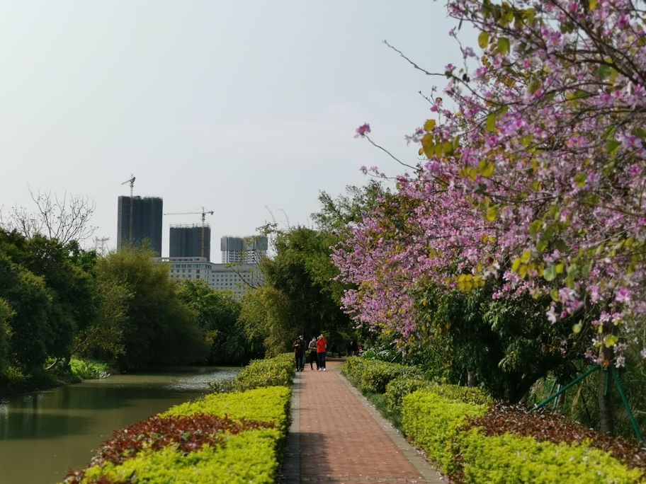 浓烈芬芳  春风十里赏花路  徜徉在广州海珠湿地的花海之中