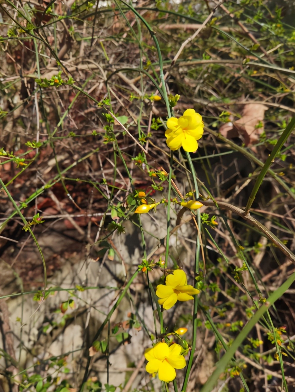 高清大图惊艳来袭！江苏这些“校花”神仙颜值，你Pick哪一个