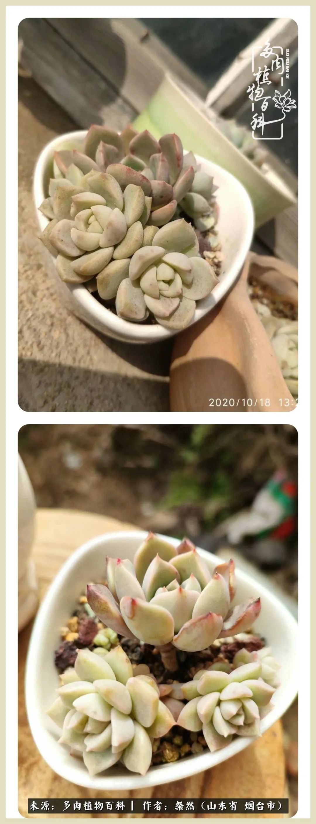 说说我的入坑肉“白牡丹”——让我欢喜让我忧