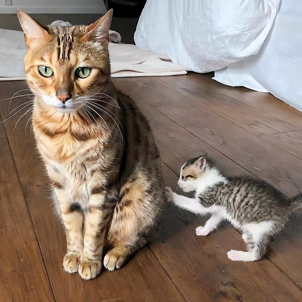 猫咪的一生，你家猫处于哪个年龄阶段？