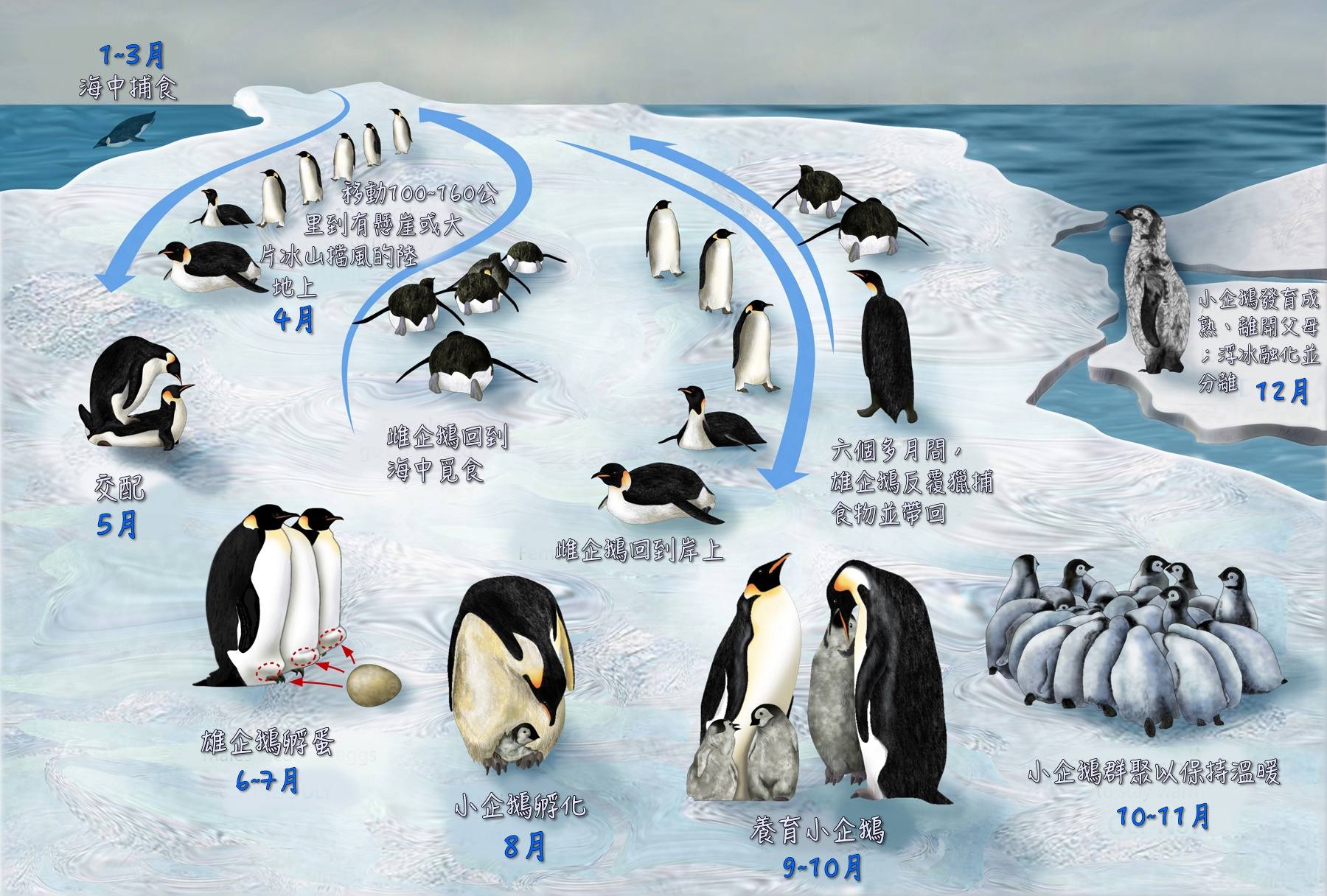 没有道德和法律的约束,帝企鹅为什么会保持一夫一妻制?