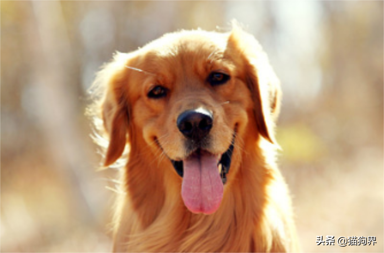 怎样训练金毛寻回犬（训练金毛小窍门找对方法让训犬更简单）