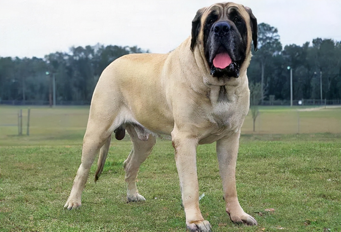 鬼獒价格(世上最凶猛的十大恶犬，藏獒在里面只能算小弟)