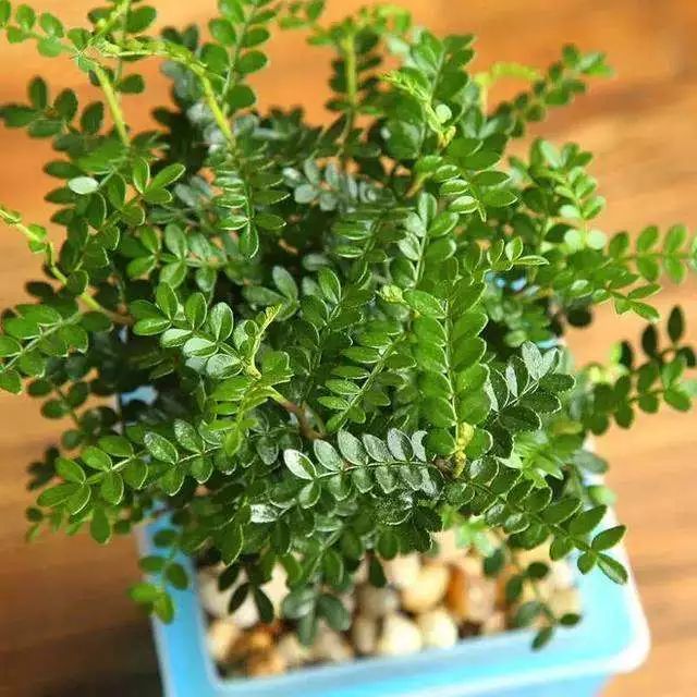 紫罗兰有毒吗（100种室内盆栽花草图鉴）