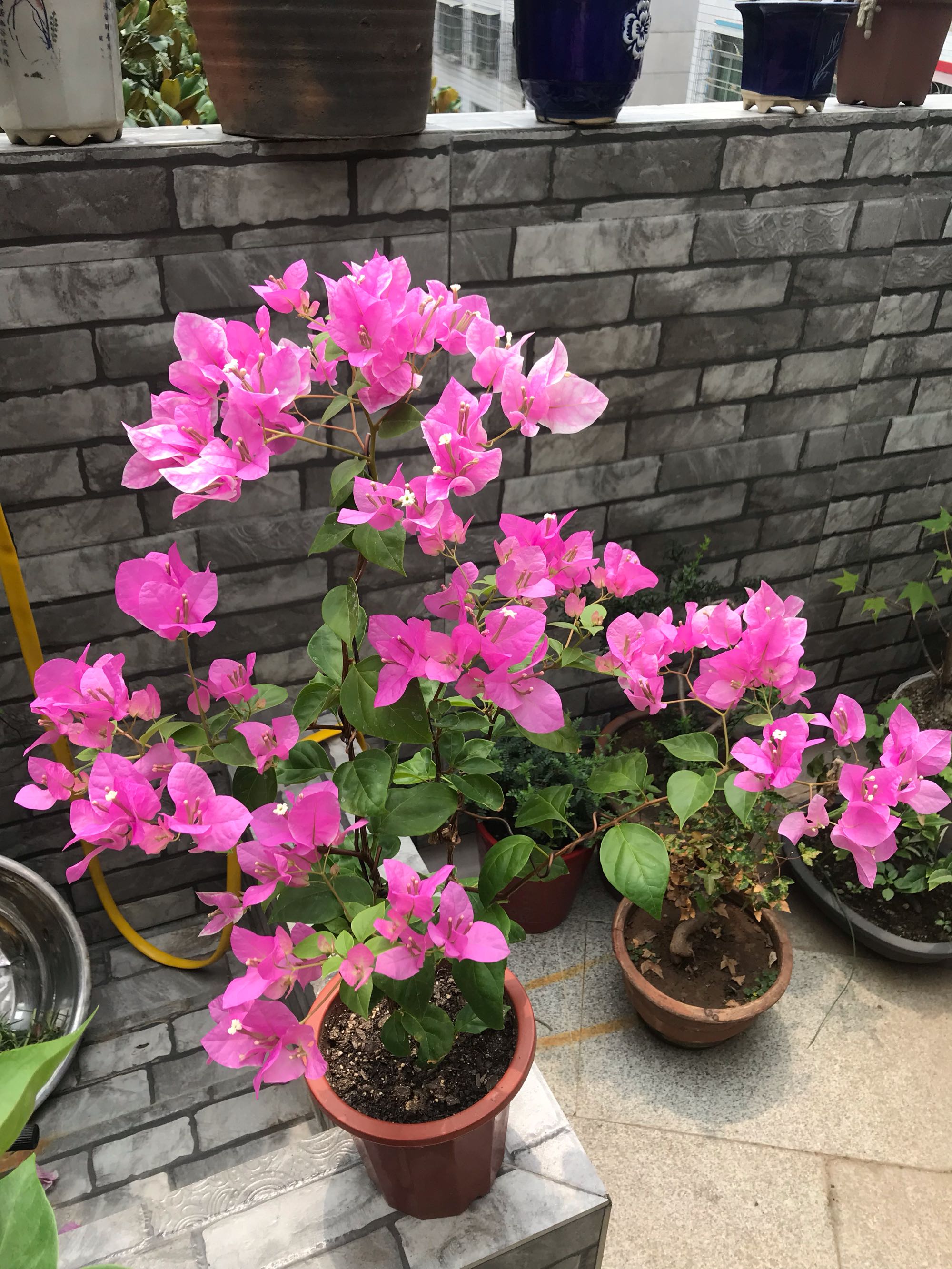 红芯樱花三角梅怎么养比较好图文