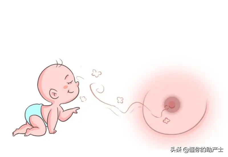 宝宝天生会吃奶，乳爬-母乳喂养的开始