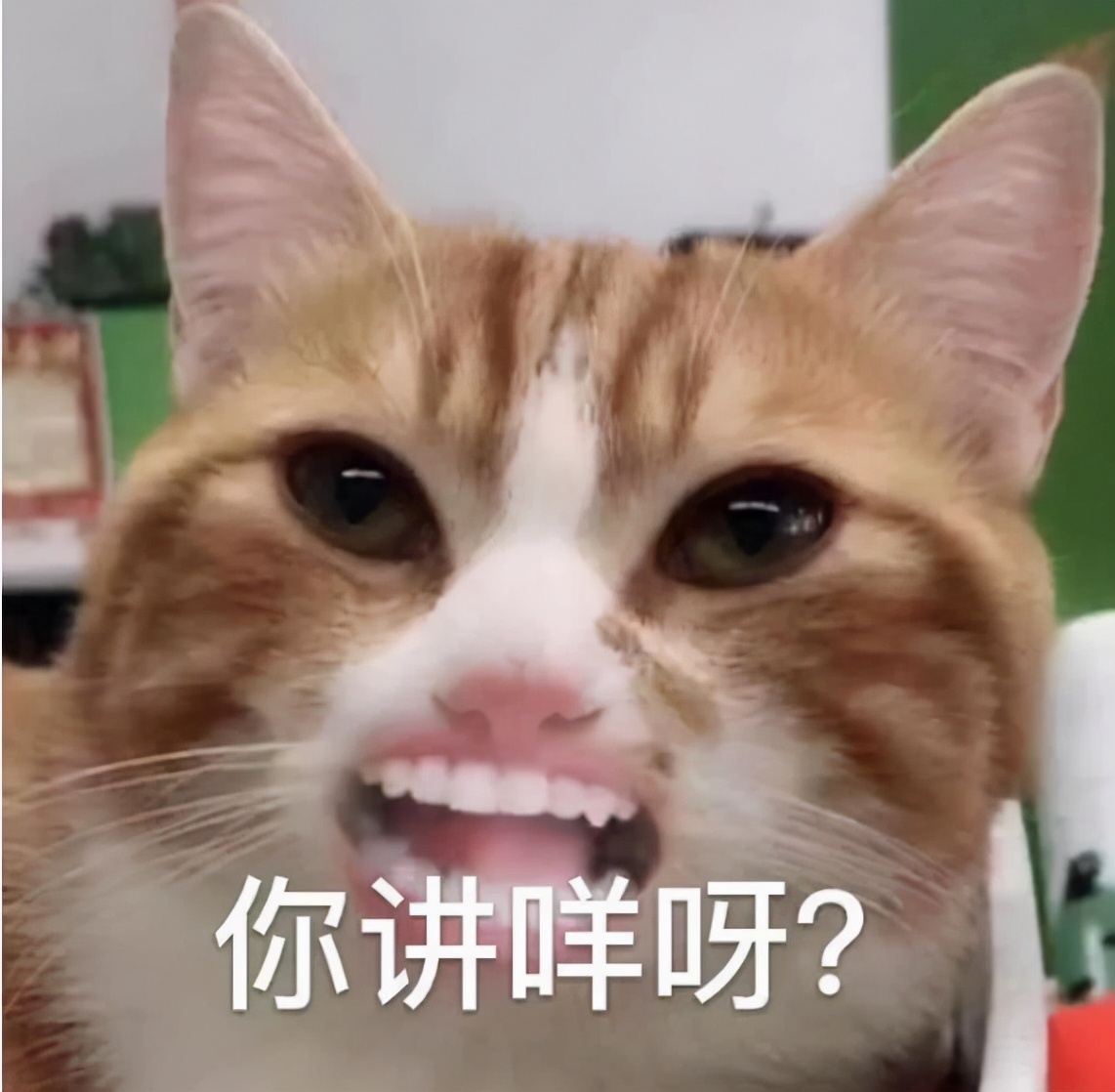 贱名真的好养活？盘点给猫咪起名的5种奇葩方式