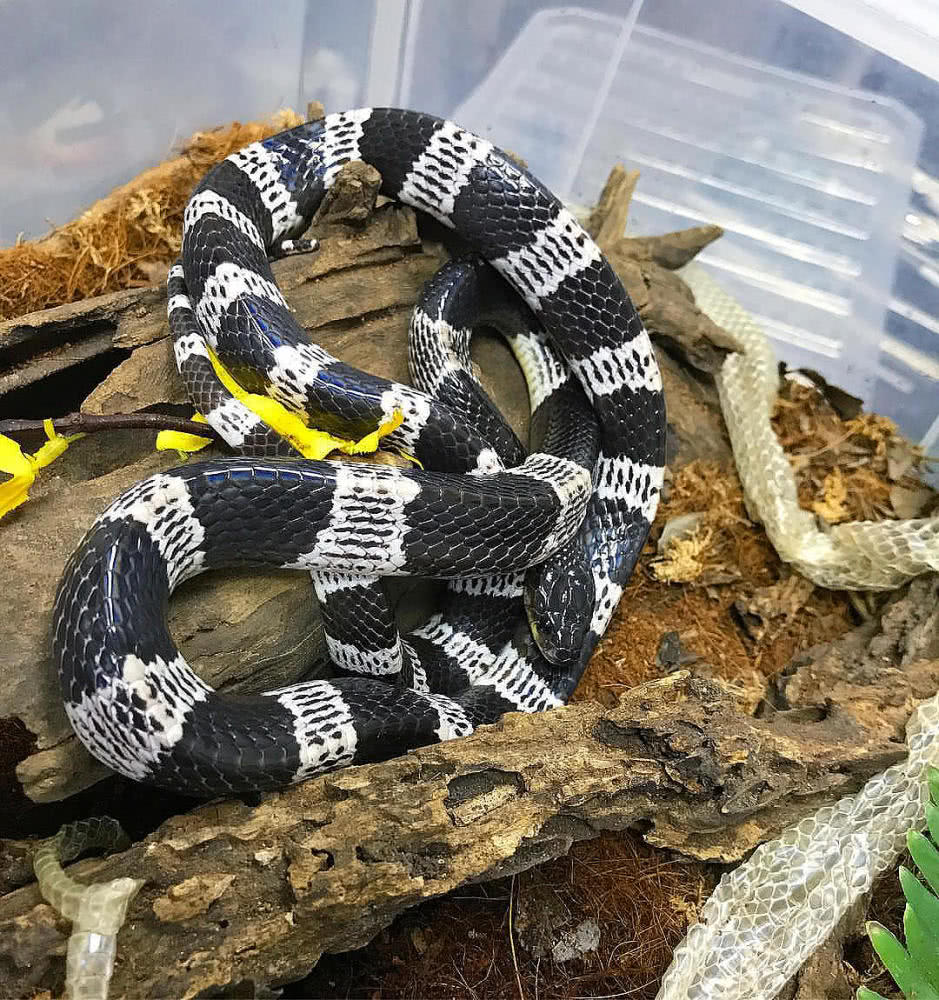 医院居然没有抗蛇毒血清!为什么?