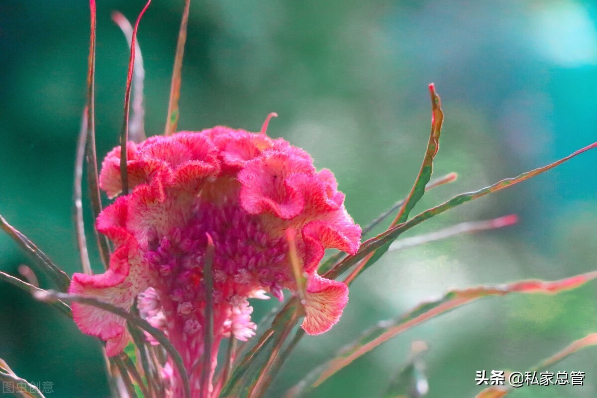 过往不恋，未来不迎，当下不负，如此安好
