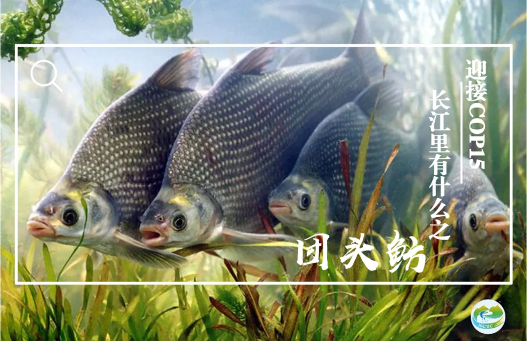 迎接COP15，保護(hù)生物多樣性丨長江里有什么之“銀面書生”武昌魚