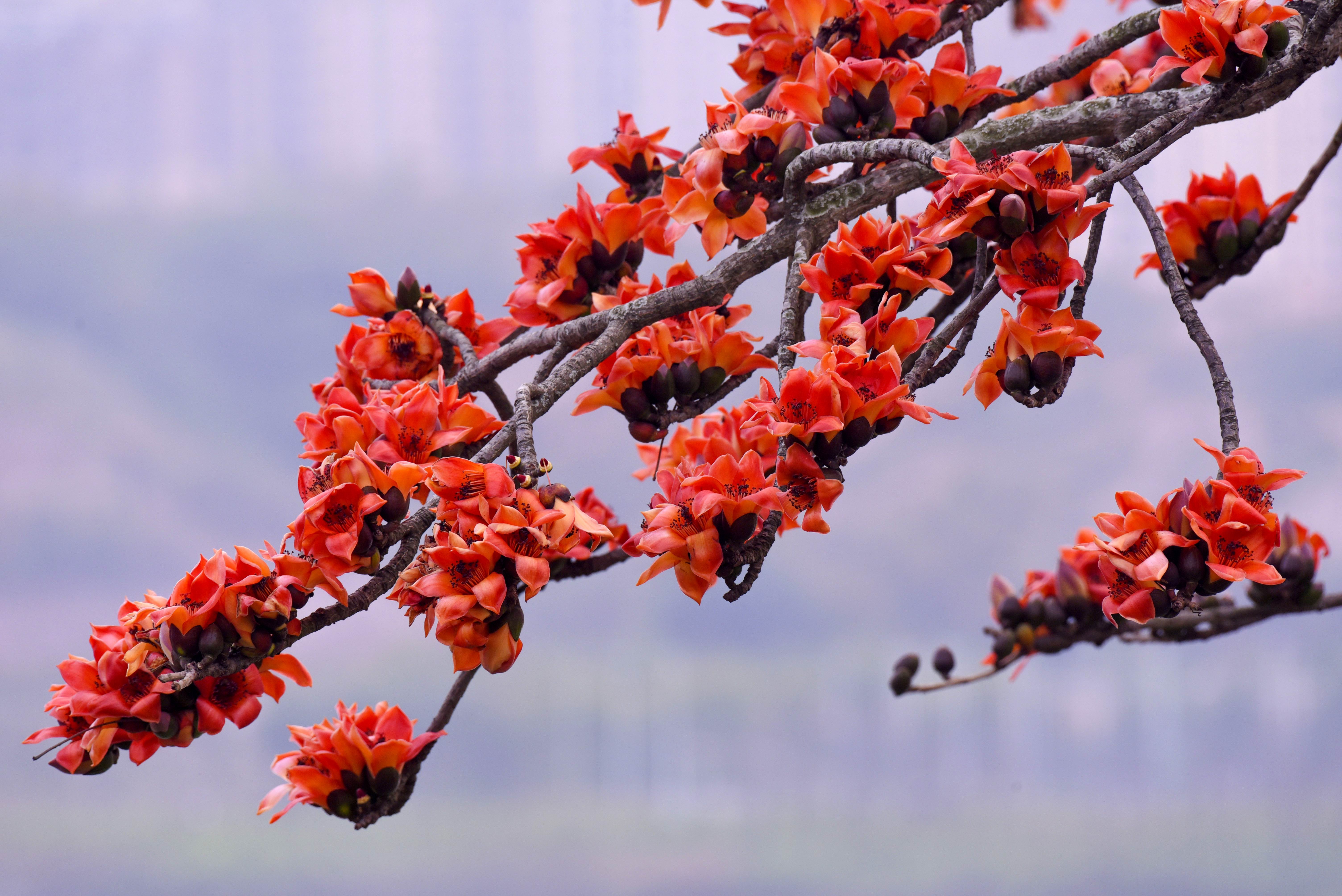 作者:虚静正月初始,风和日丽,乡野漫步,与木棉邂逅,树冠花艳,烽火熊熊