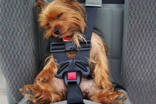 寄养狗狗的方式有哪些？带狗狗回家需要注意什么？