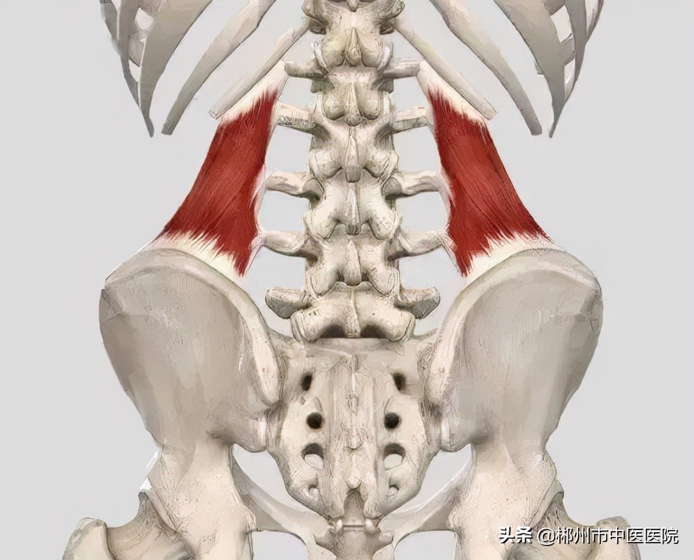 腰方肌——你的腰痛可能与它有关