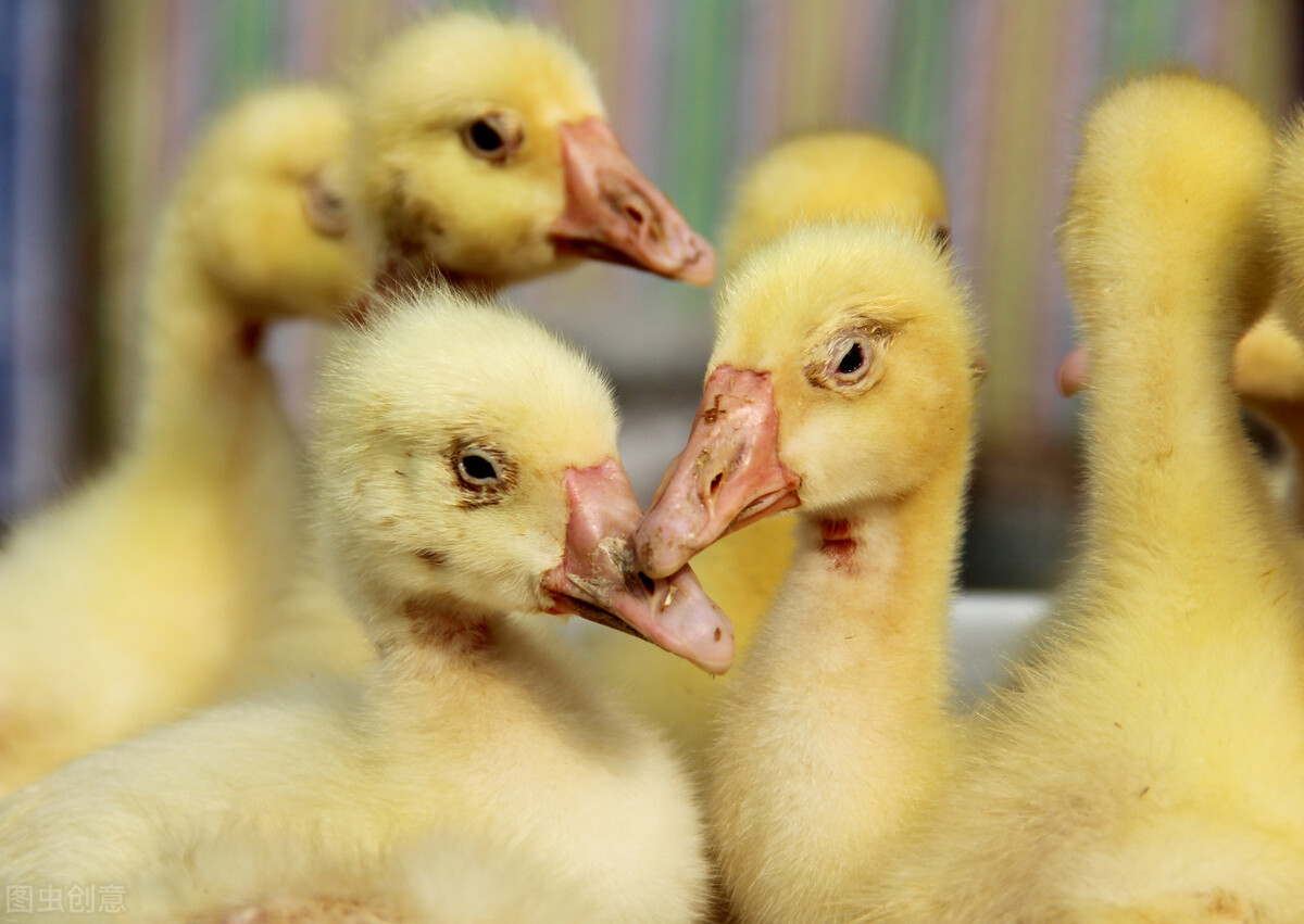 古典诗词中"鸭绿"与"鹅黄"经常同时出现,它们是什么意思?