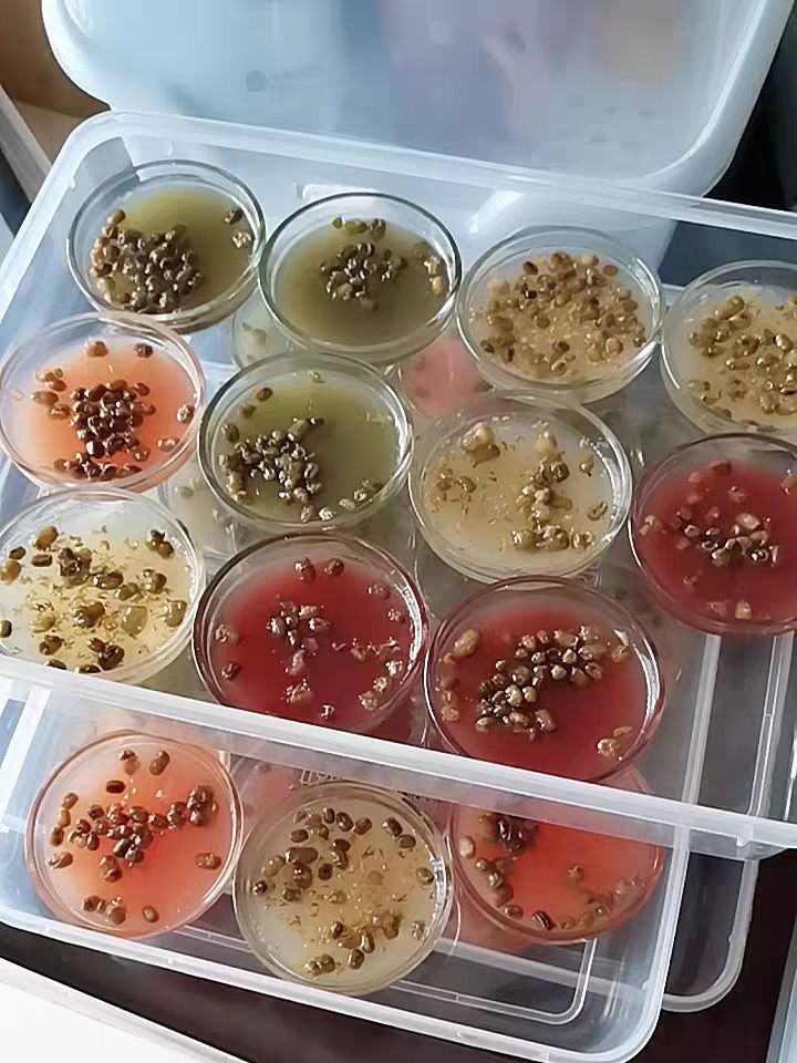 学校门口卖啥小吃挣钱（分享几款适合在学校附近摆摊的火爆小吃）