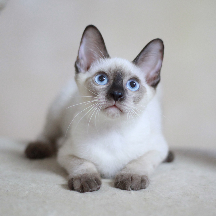 "暹罗猫"