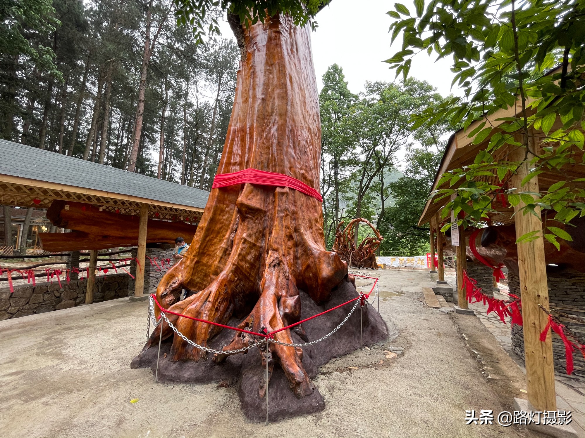 渡劫失败(贵阳发现4300年金丝楠木，因渡劫失败被火焚烧，如今价值上亿元)