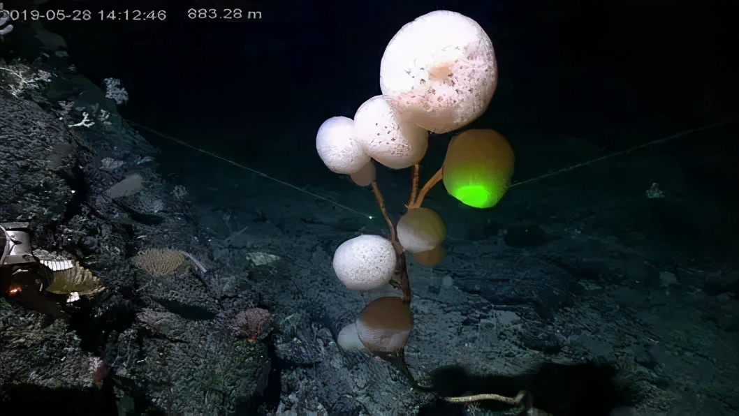 你对海洋了解吗？不要错过这个生物多样性环保创意大赛！